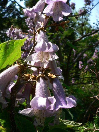 {Paulownia tomentosa}